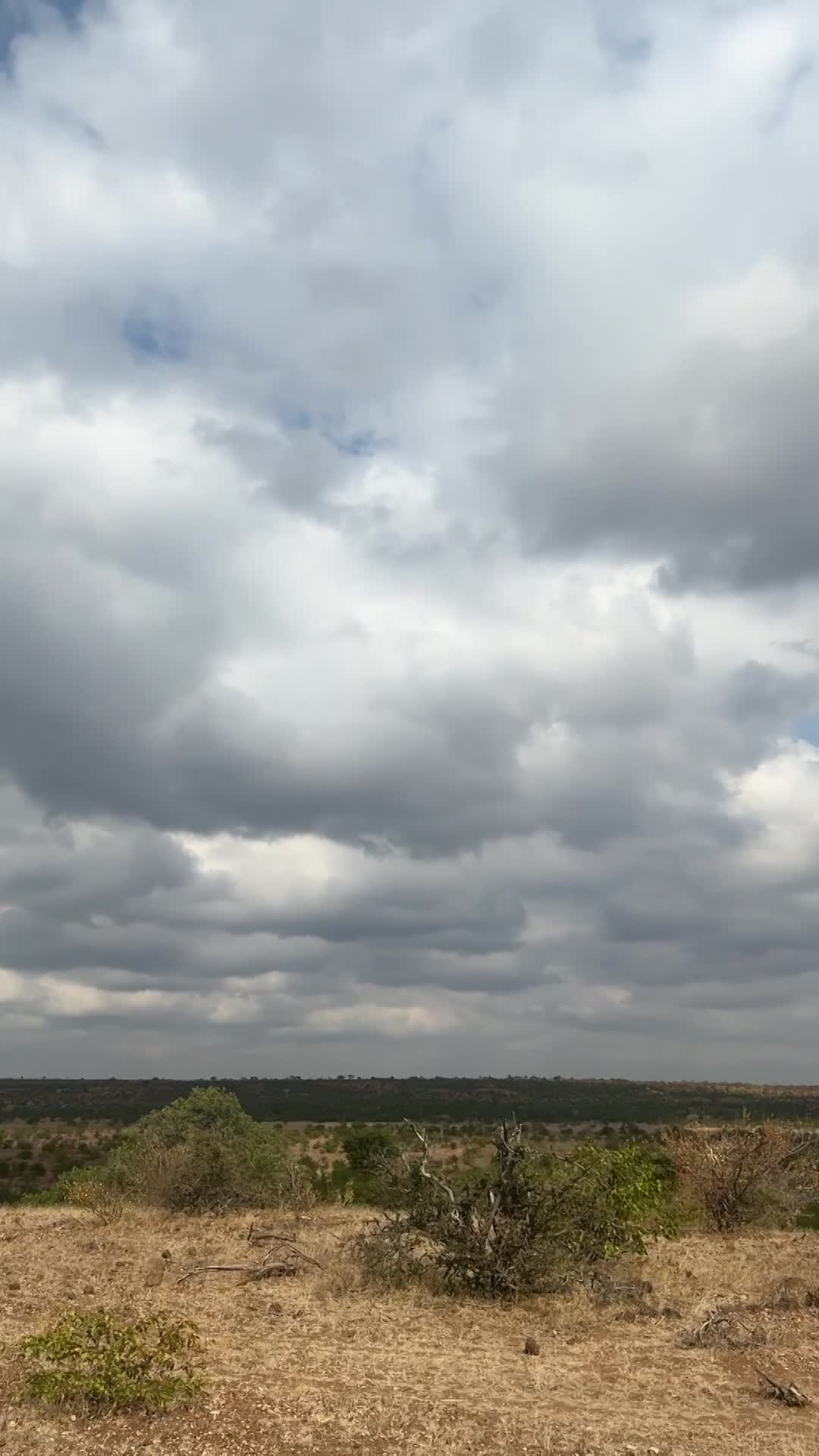 Landscapes  — Distant Horizons