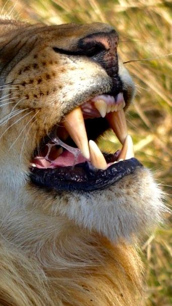 Tales from Africa's Heartbeat