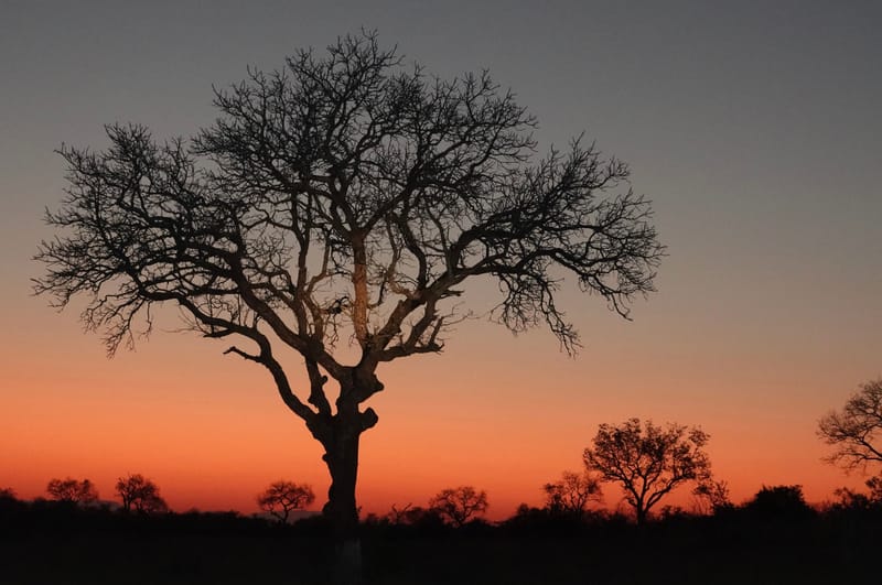 Landscapes  — Distant Horizons