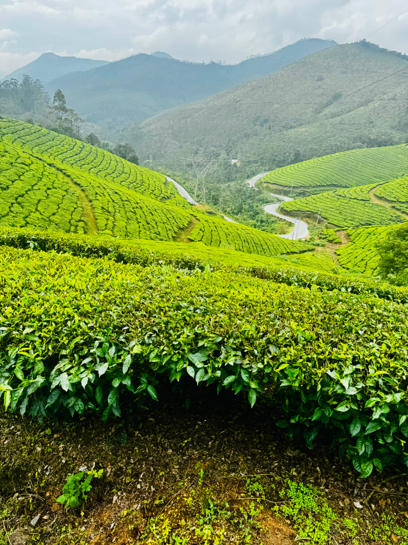 Landscapes  — Distant Horizons