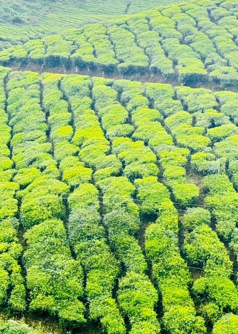 Landscapes  — Distant Horizons