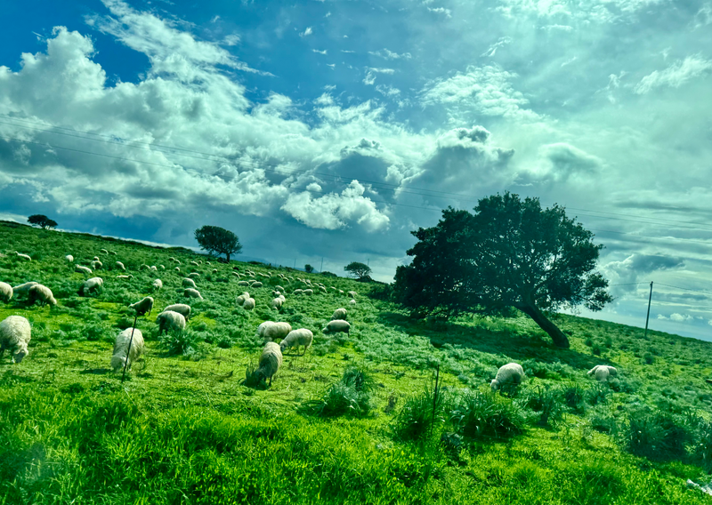 Landscapes  — Distant Horizons