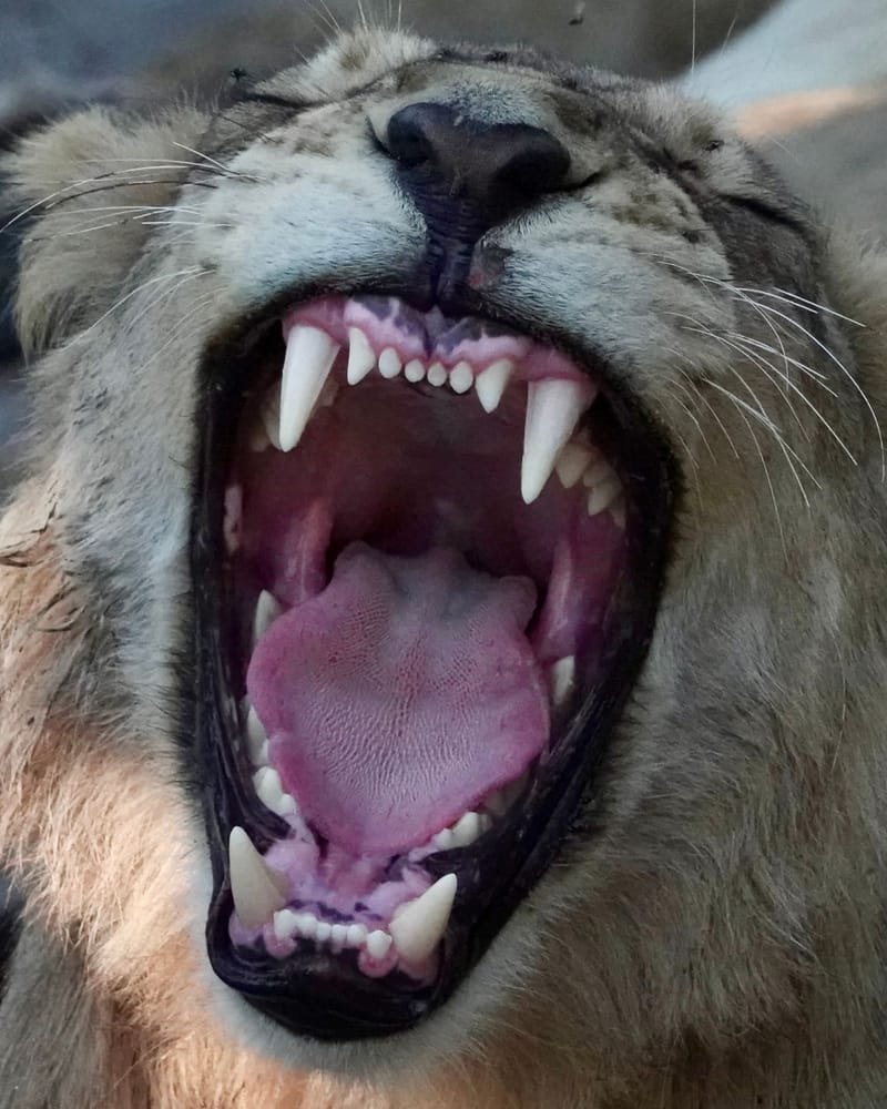 Personalized Safari Expeditions