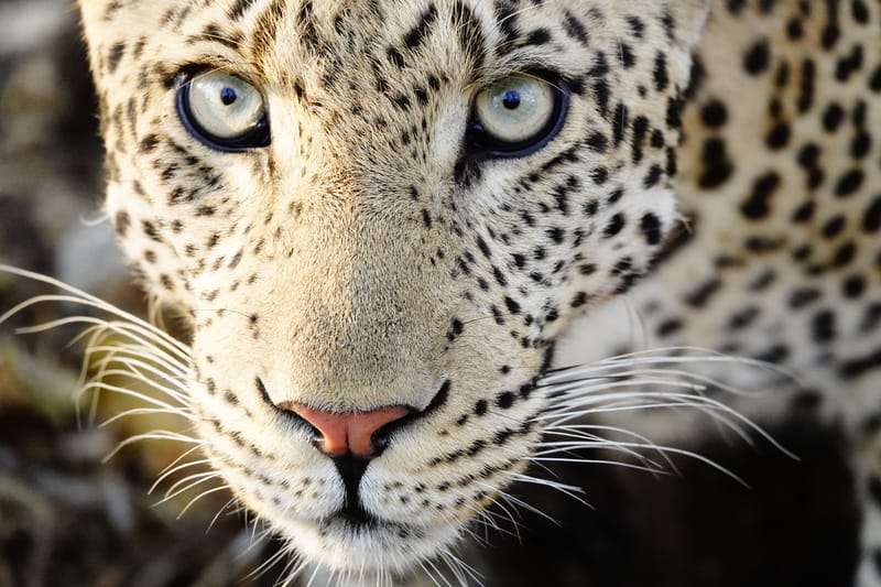 Wildlife & Birdlife — instinct, grace, and quiet survival.