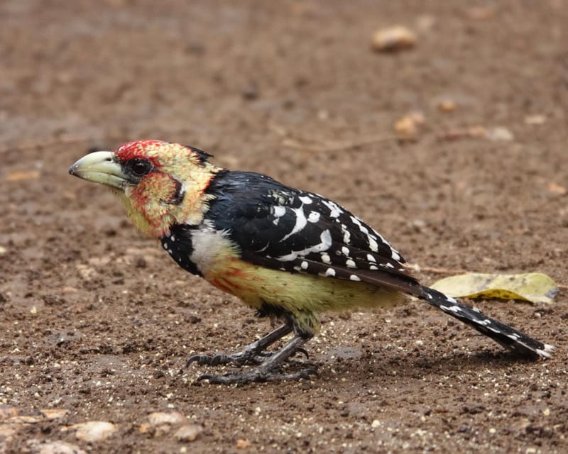 Birdlife Photography