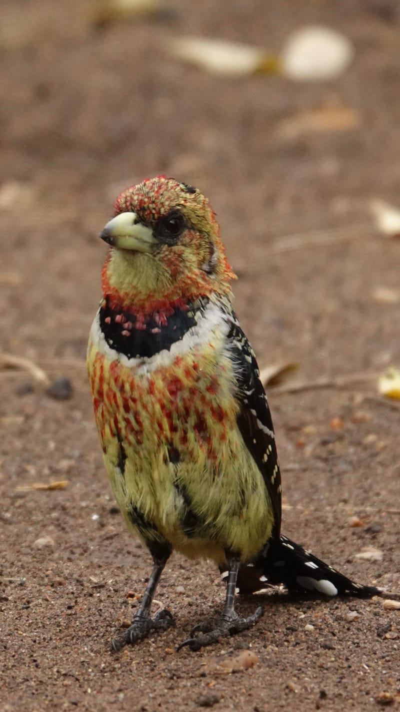 Birdlife Photography