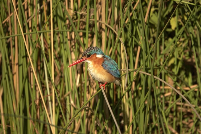 Birdlife Photography