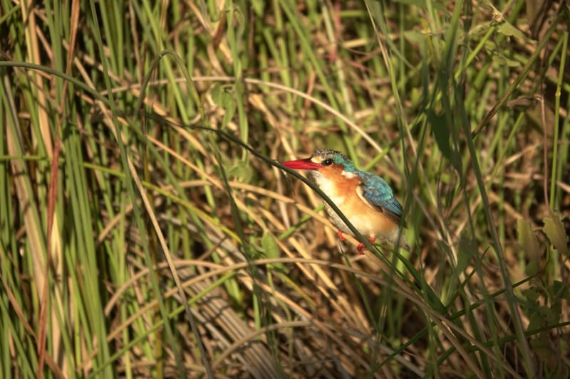 Birdlife Photography