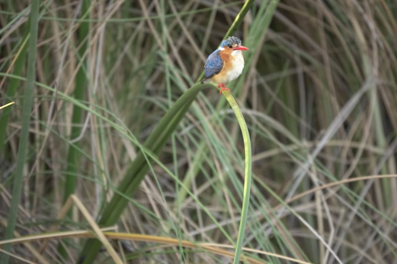 Birdlife Photography