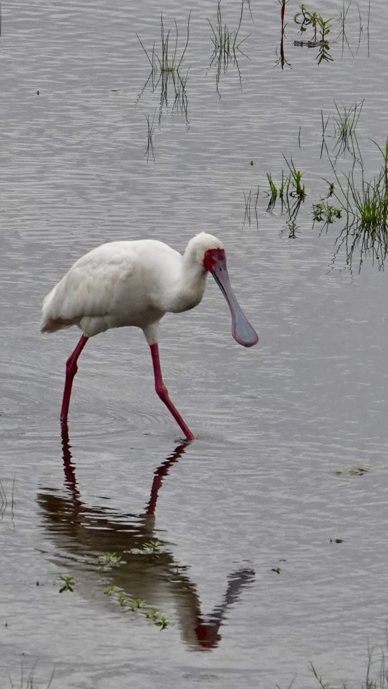 Birdlife Photography