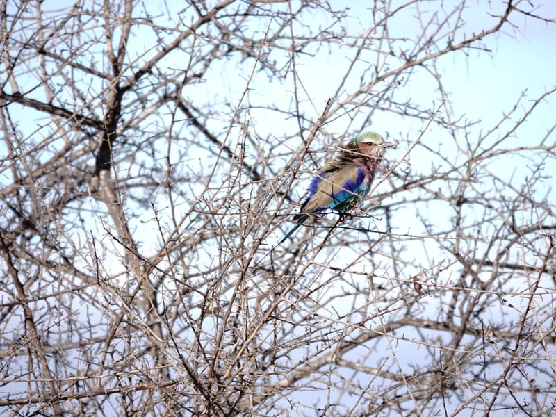 Birdlife Photography