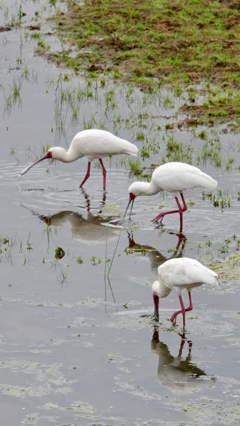 Birdlife Photography