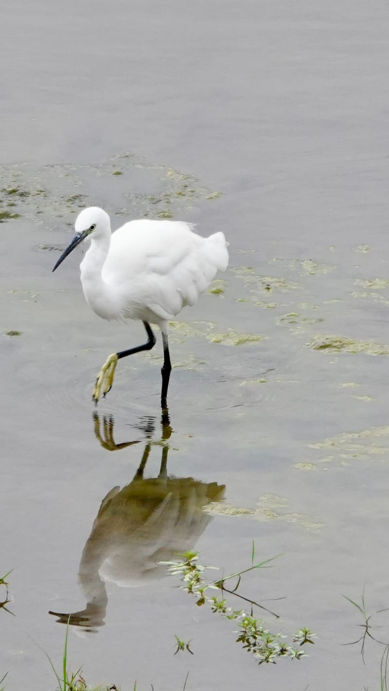 Birdlife Photography