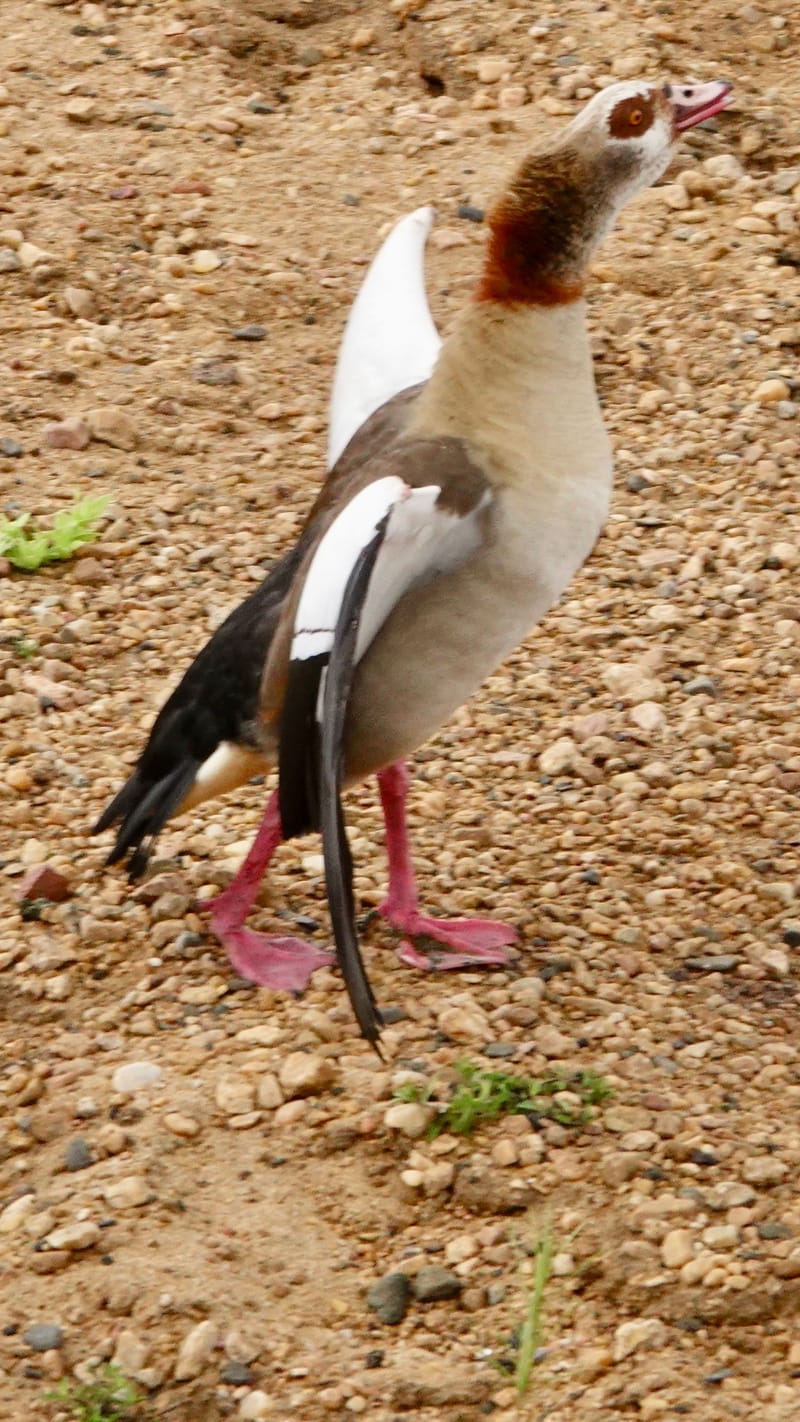 Birdlife Photography