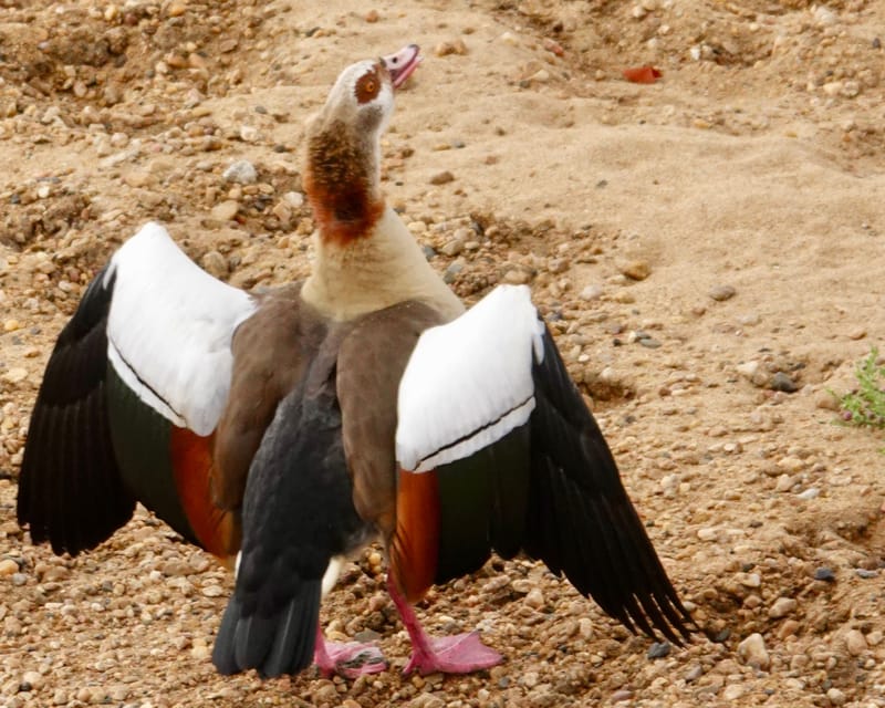 Birdlife Photography