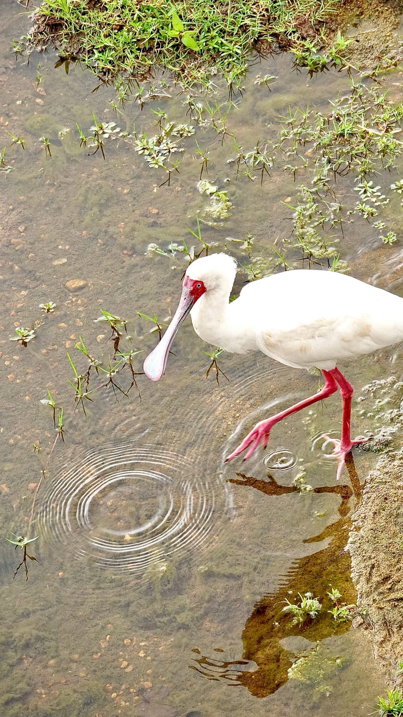 Birdlife Photography