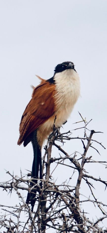 Birdlife Photography