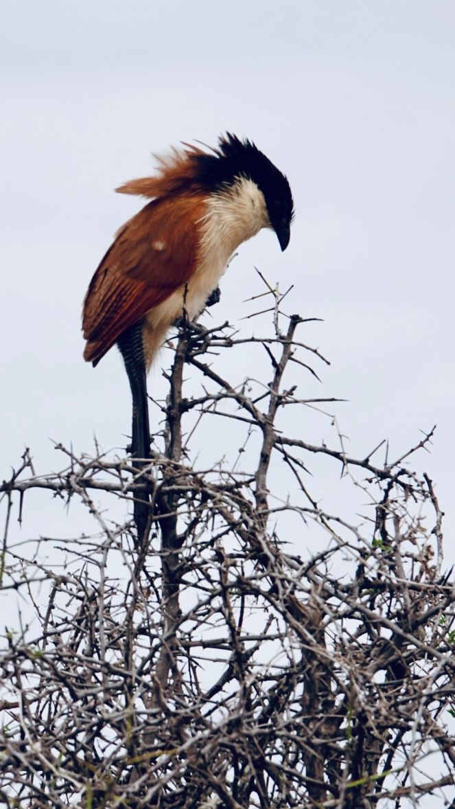 Birdlife Photography