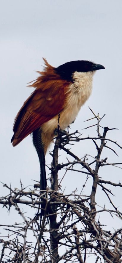 Birdlife Photography