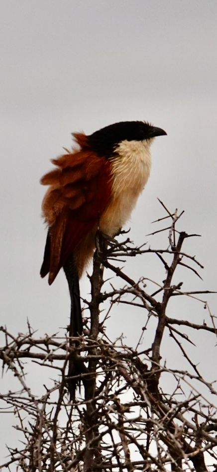 Birdlife Photography