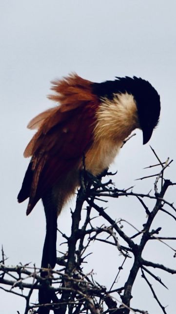 Birdlife Photography