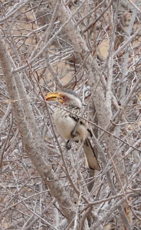 Birdlife Photography