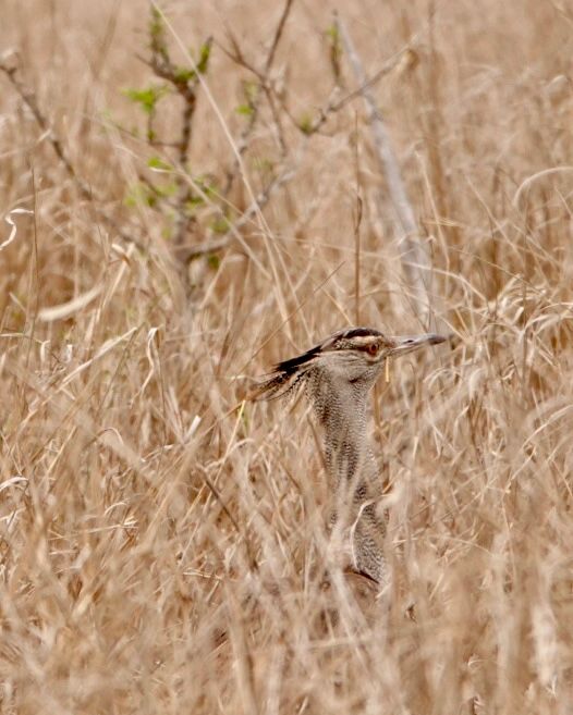 Birdlife Photography