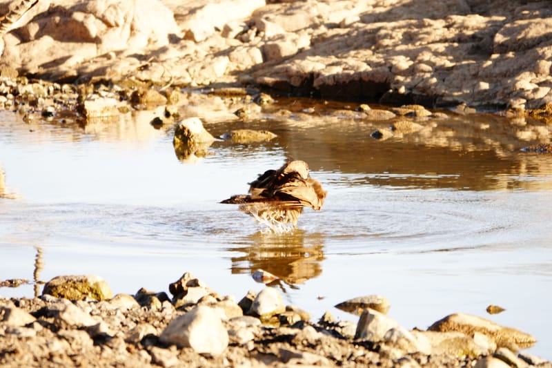 Birdlife Photography