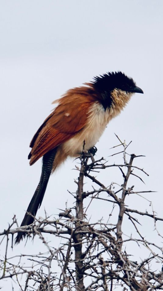 Birdlife Photography