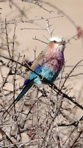 Birdlife Photography