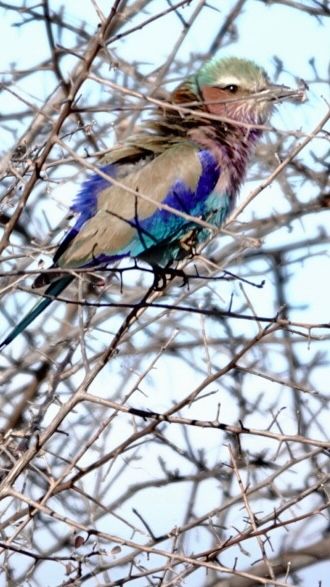 Birdlife Photography