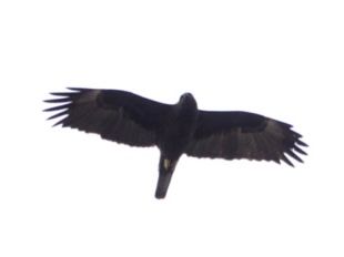 Birdlife Photography