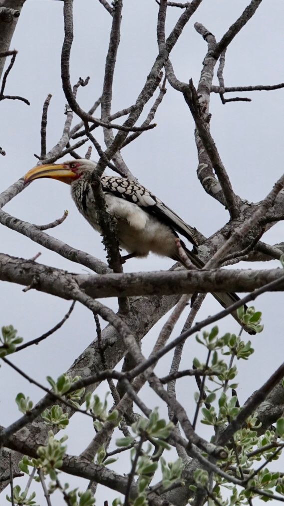 Birdlife Photography