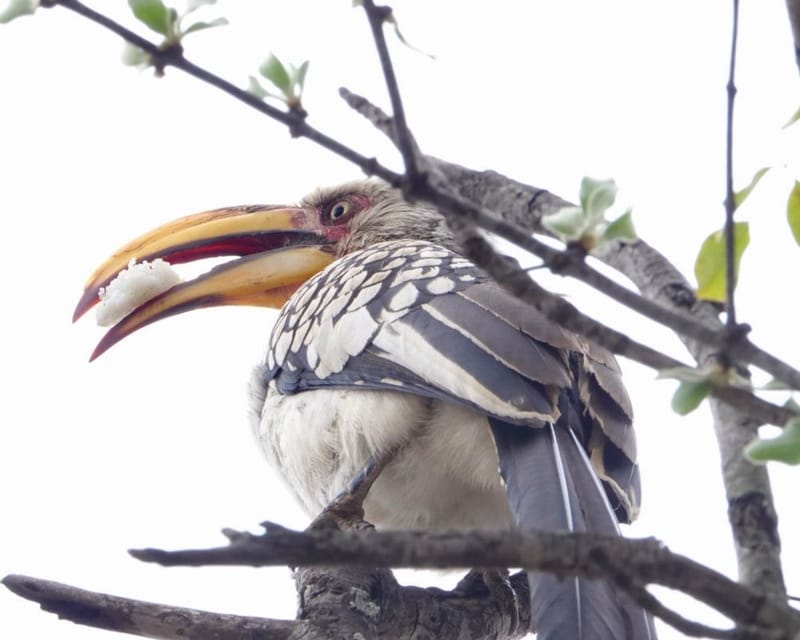 Birdlife Photography