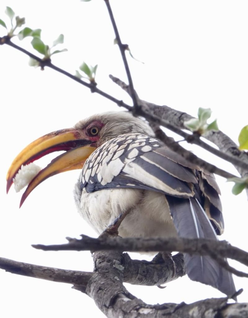 Birdlife Photography