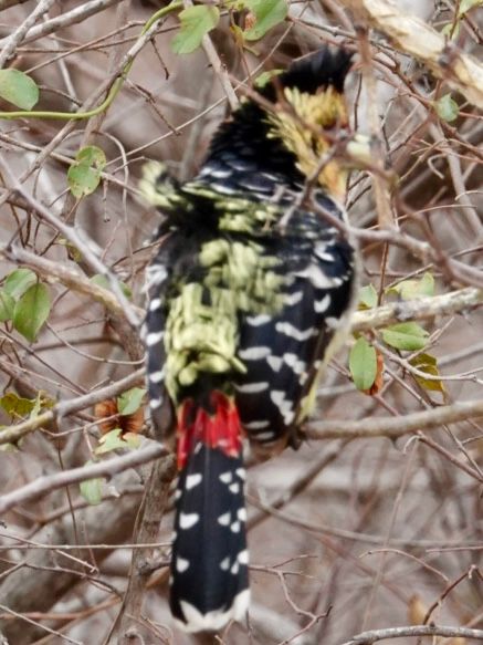 Birdlife Photography