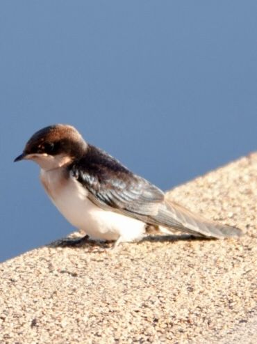 Birdlife Photography