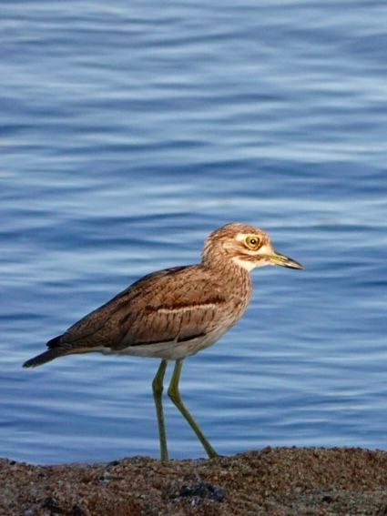 Birdlife Photography