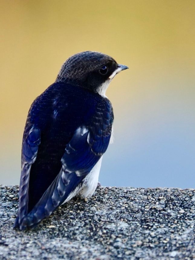 Birdlife Photography