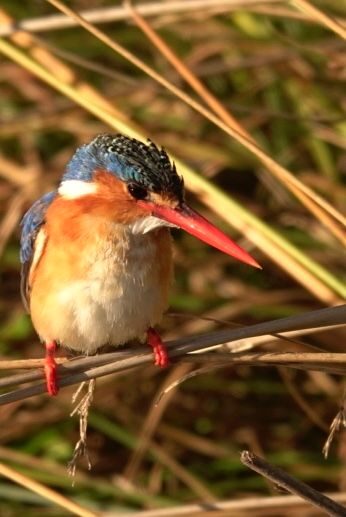 Birdlife Photography