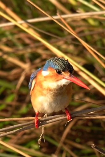 Birdlife Photography