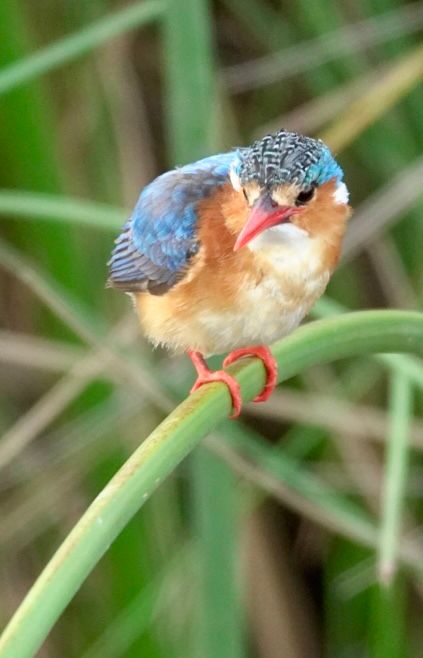 Birdlife Photography