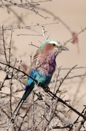 Birdlife Photography