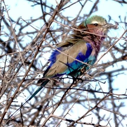 Birdlife Photography