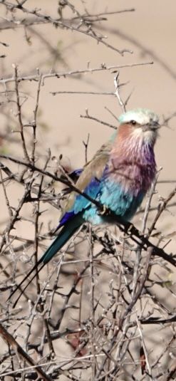 Birdlife Photography