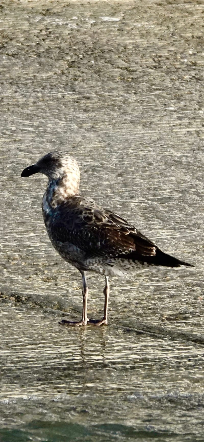 Birdlife Photography