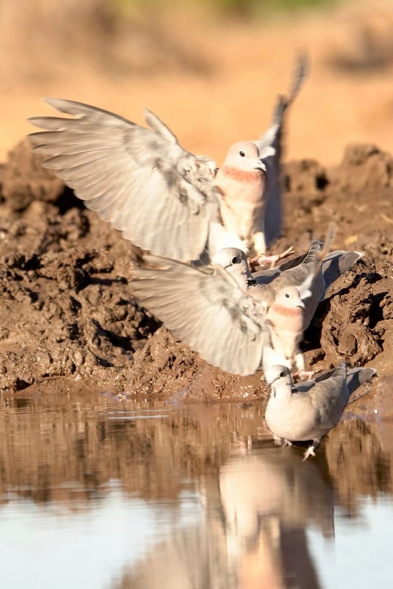 Birdlife Photography