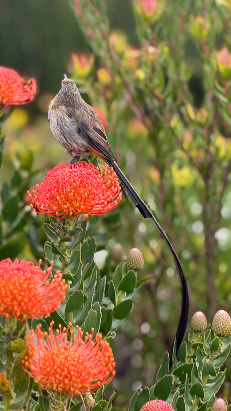 Birdlife Photography