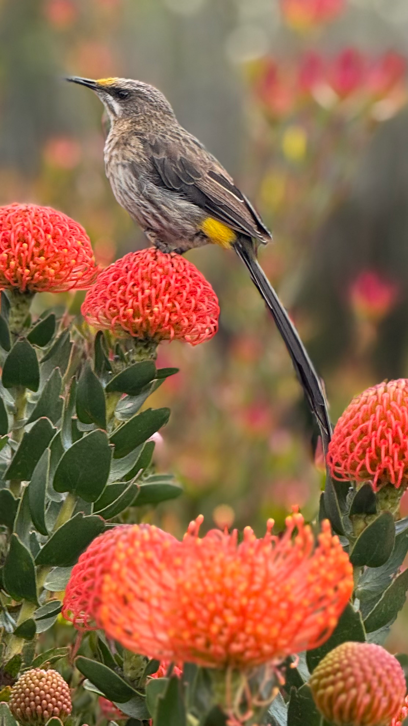 Birdlife Photography