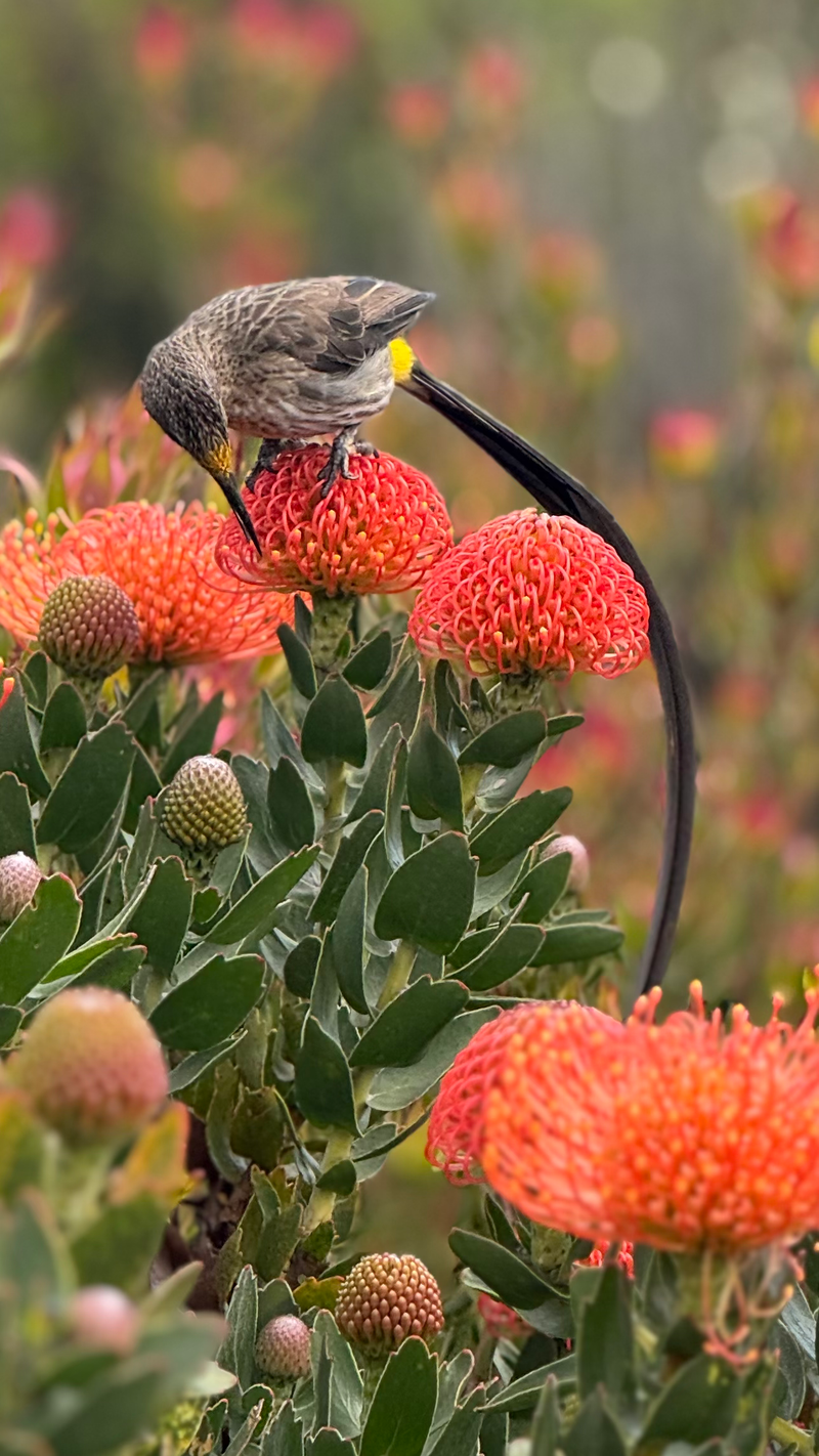 Birdlife Photography